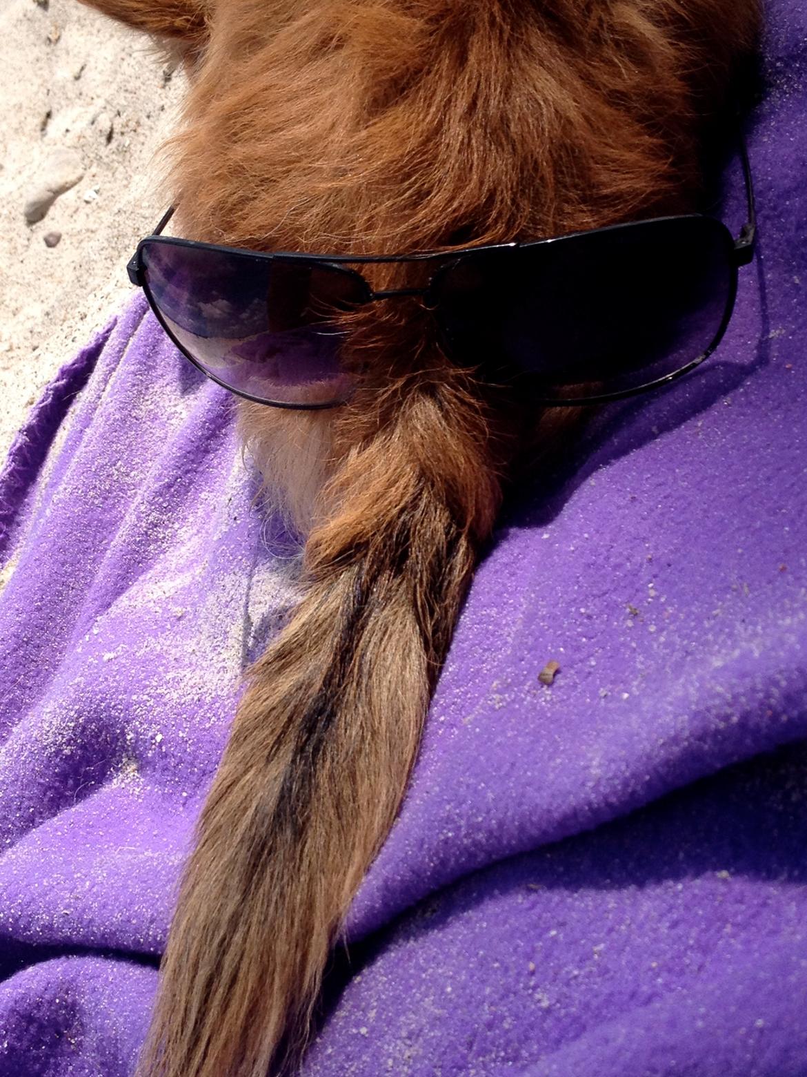 Chihuahua shilo billede 8