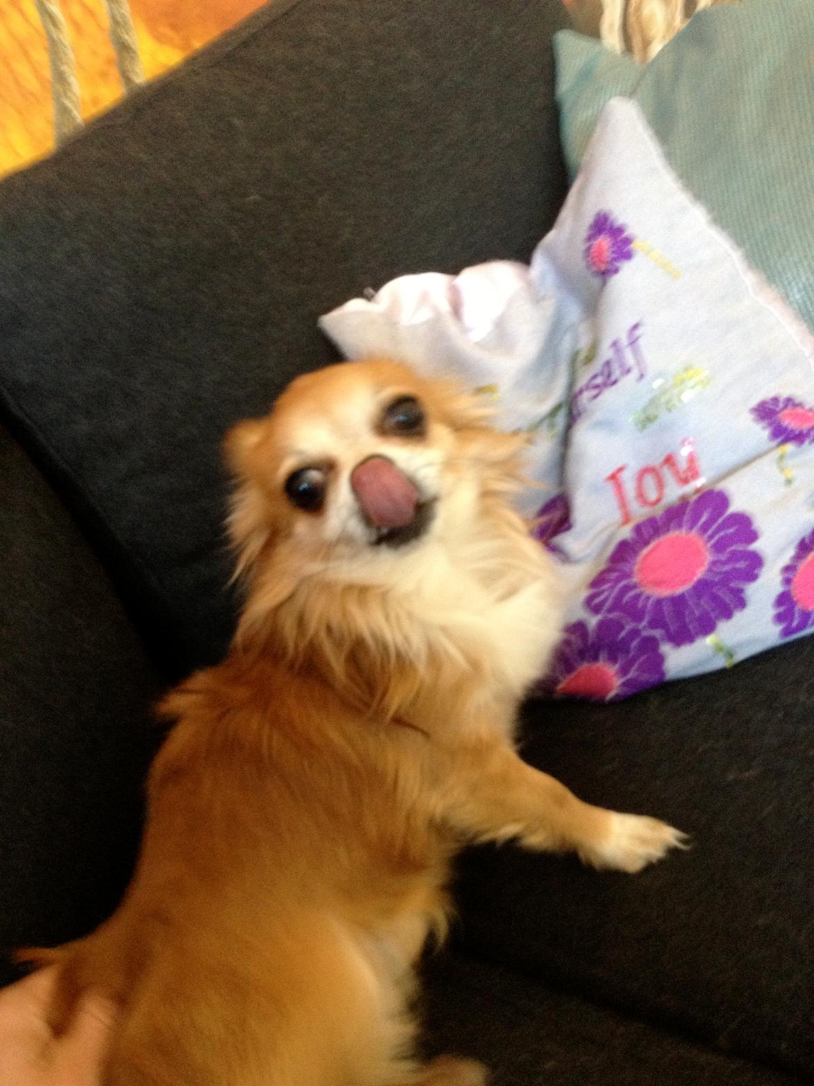 Chihuahua shilo billede 7