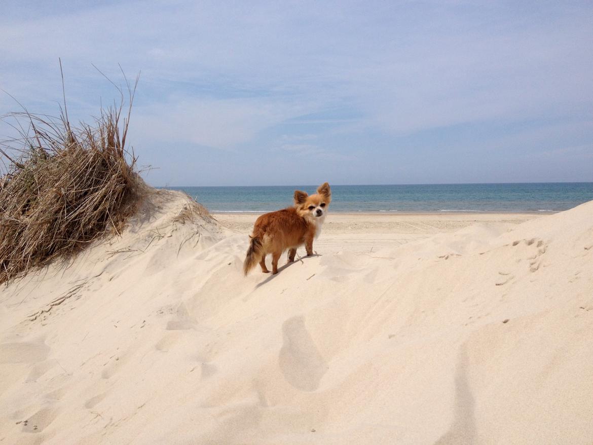 Chihuahua shilo billede 10