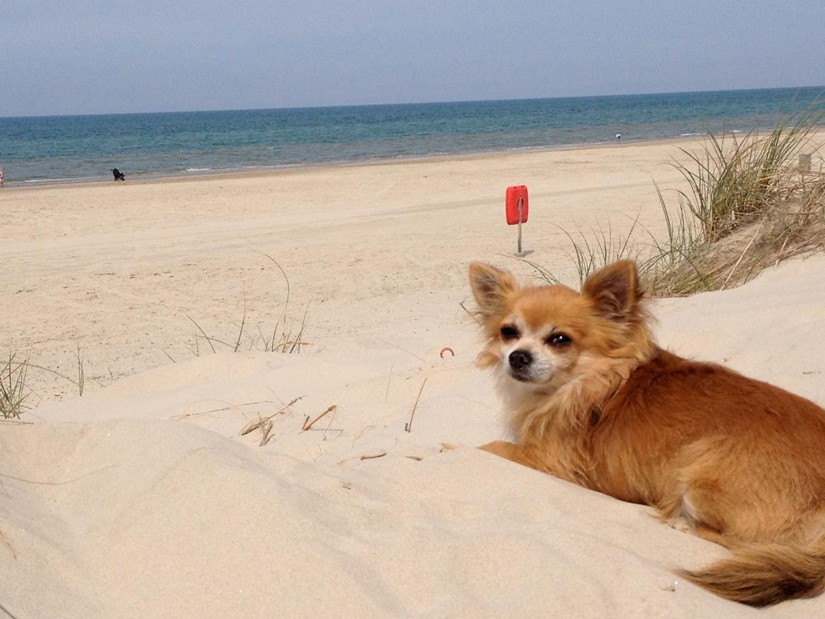 Chihuahua shilo billede 11