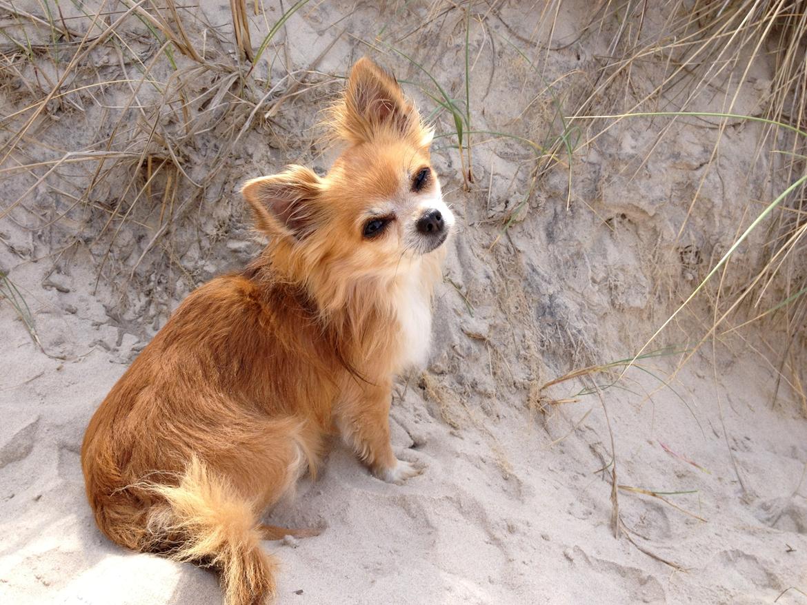 Chihuahua shilo billede 9