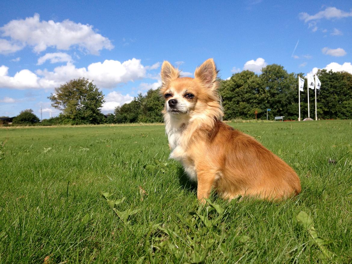 Chihuahua shilo billede 13