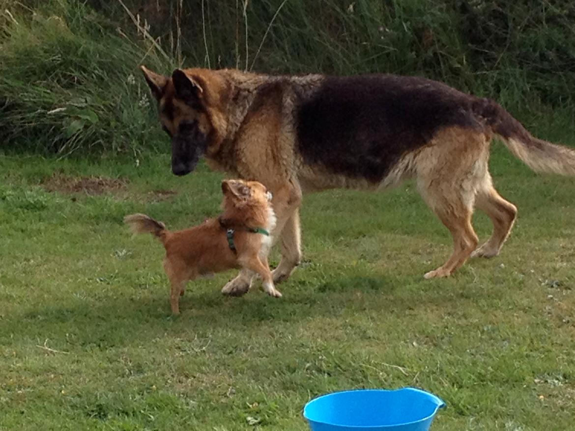 Chihuahua shilo billede 12