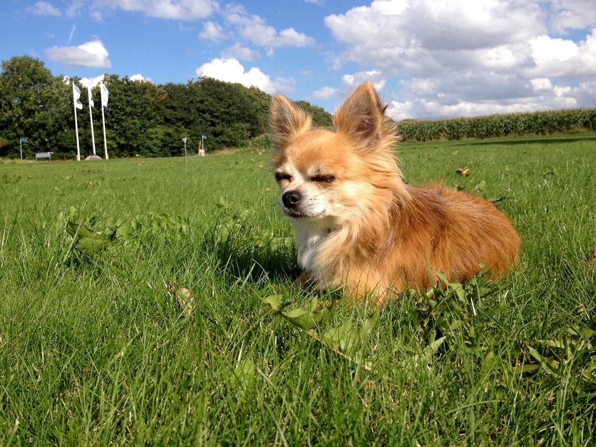 Chihuahua shilo billede 14