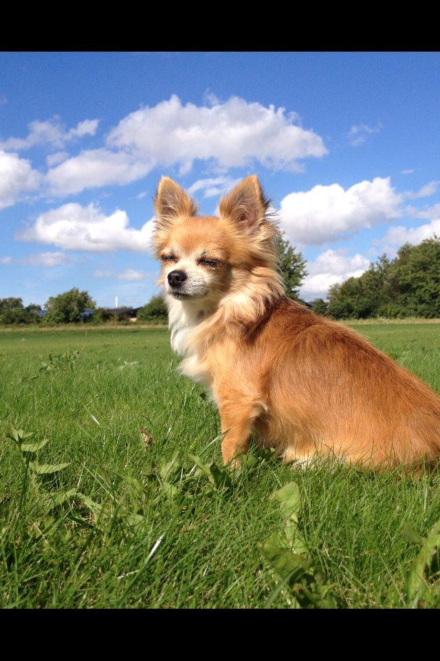 Chihuahua shilo billede 1