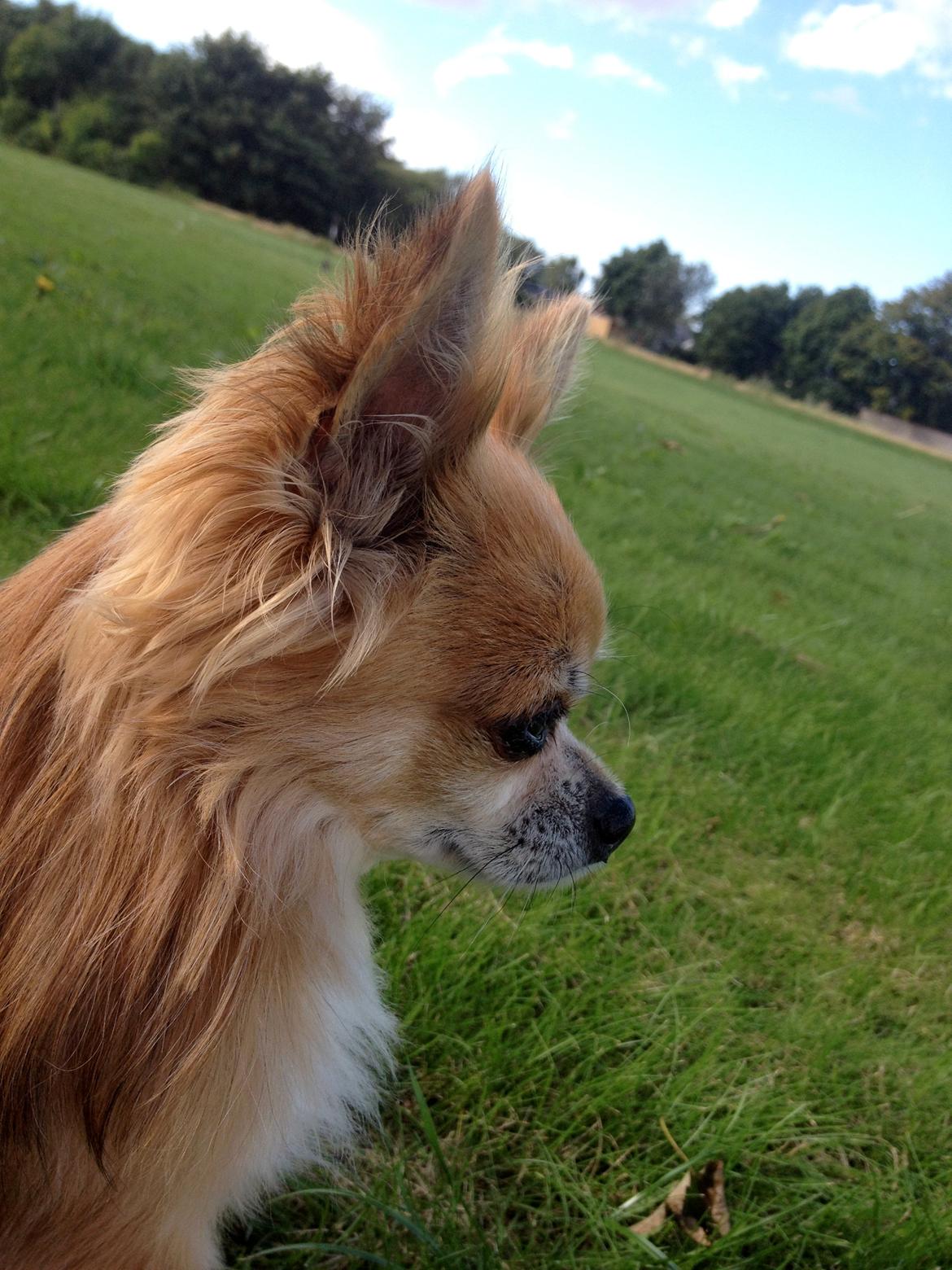 Chihuahua shilo billede 15