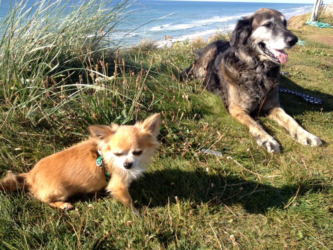 Chihuahua shilo billede 16