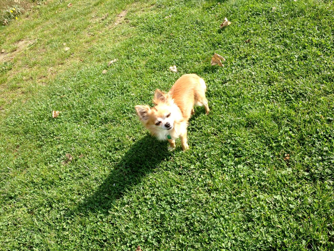 Chihuahua shilo billede 18