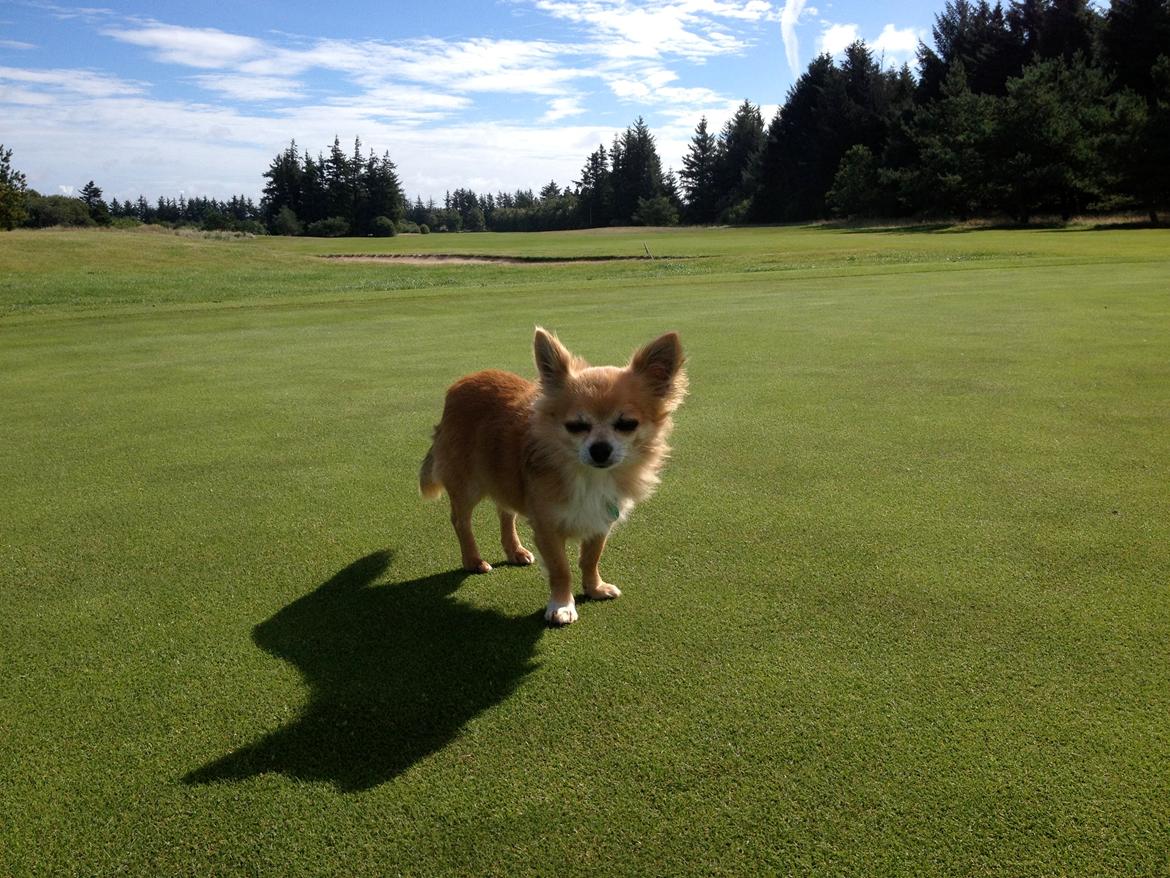 Chihuahua shilo billede 17