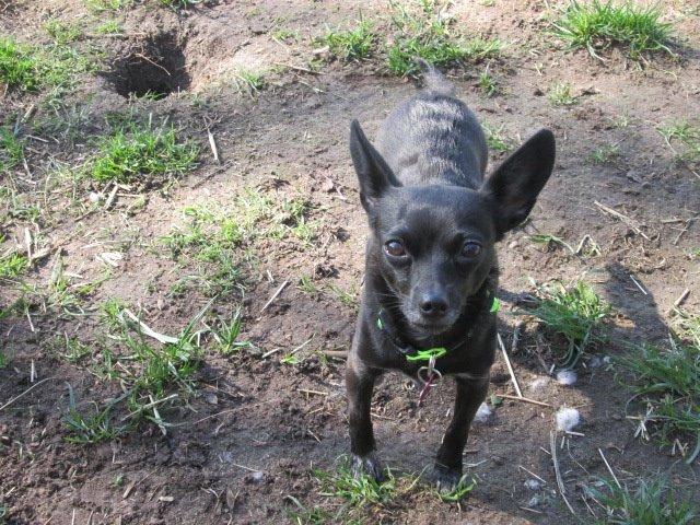 Blanding af racer Qiwi billede 32