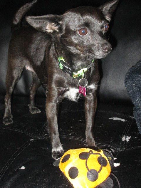 Blanding af racer Qiwi billede 33