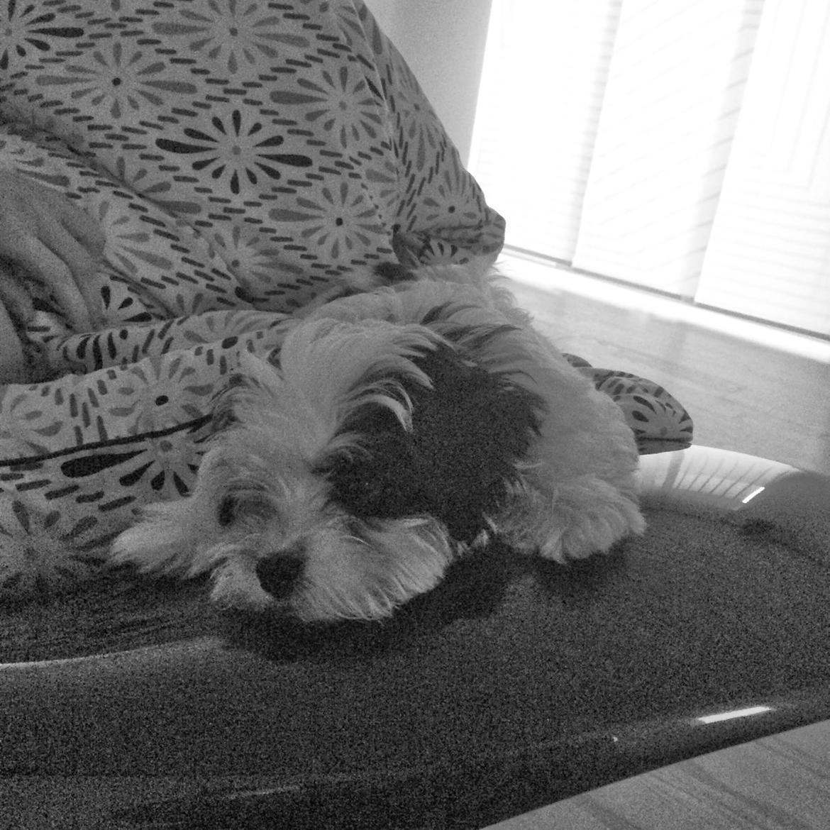 Bichon havanais Nimbus billede 12