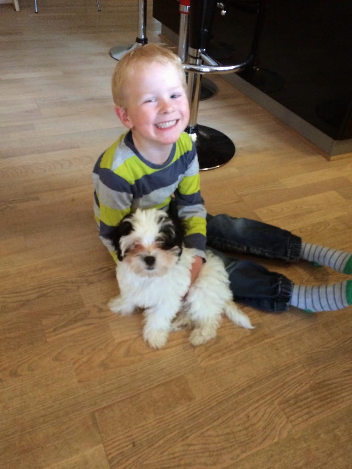 Bichon havanais Nimbus billede 14