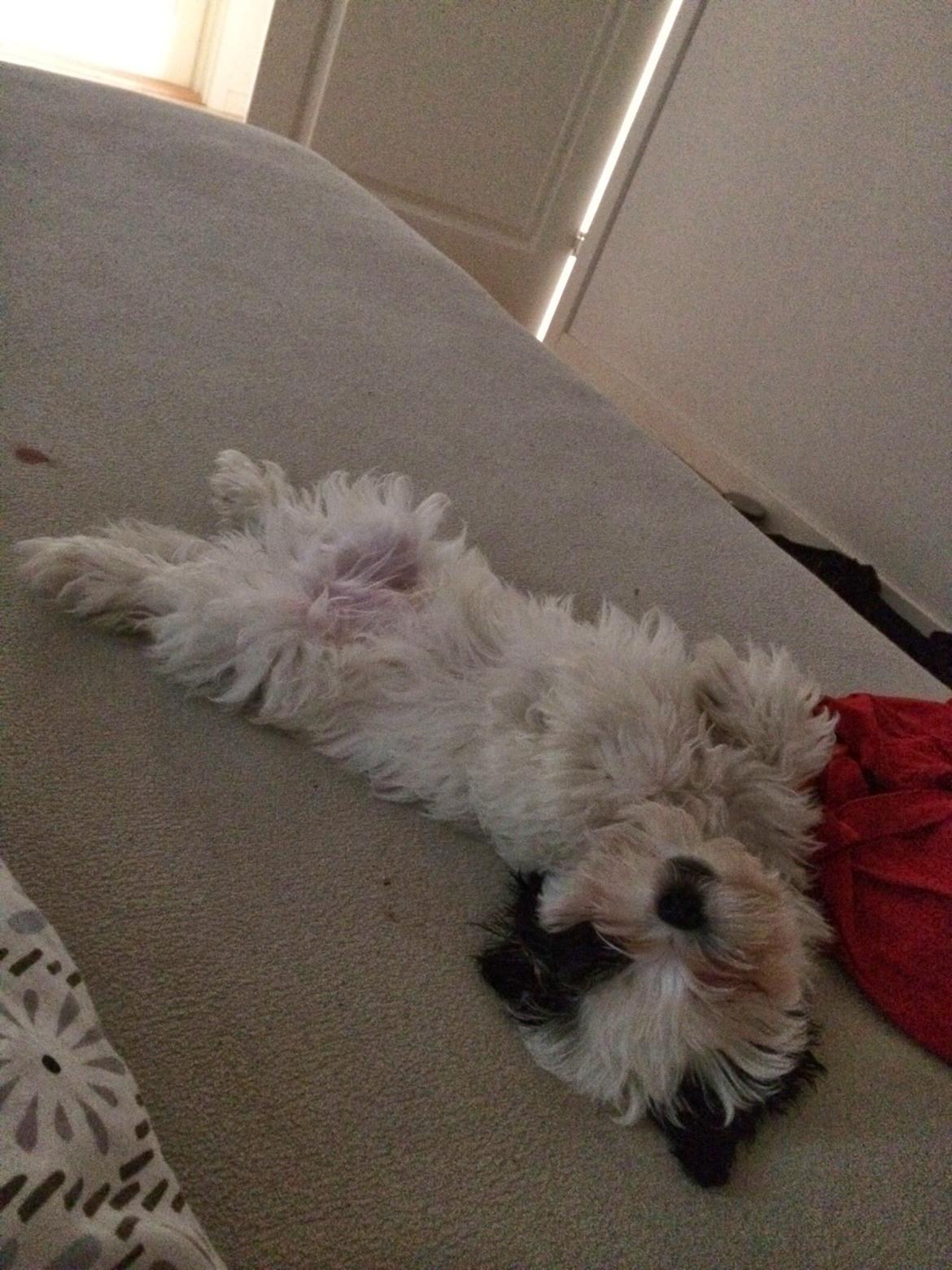 Bichon havanais Nimbus billede 15