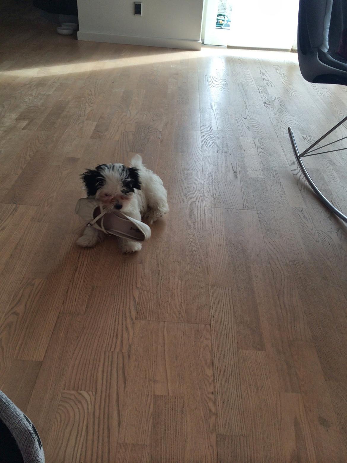 Bichon havanais Nimbus billede 16