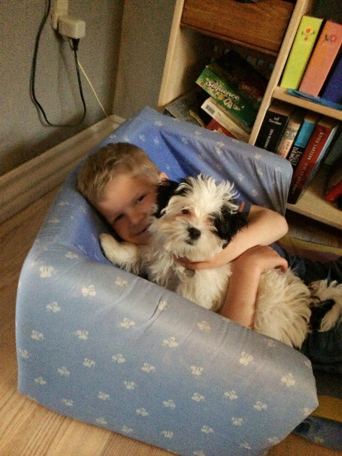 Bichon havanais Nimbus billede 17