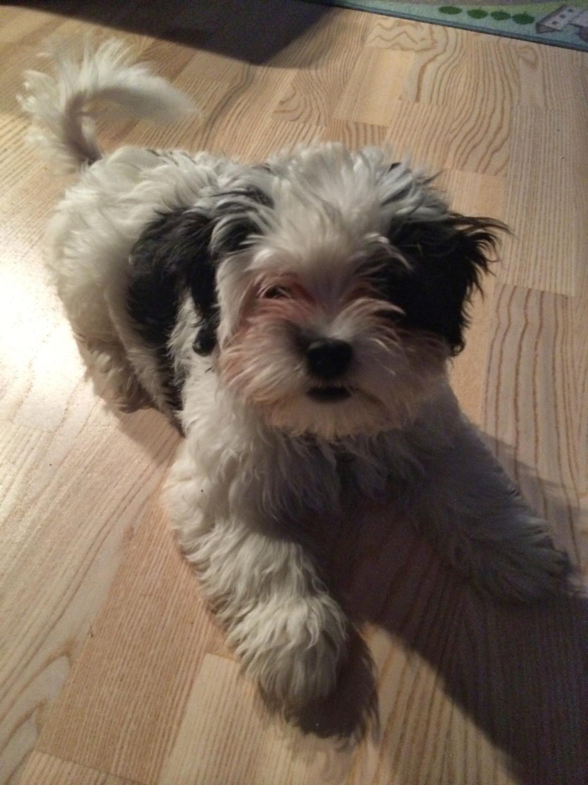 Bichon havanais Nimbus billede 18