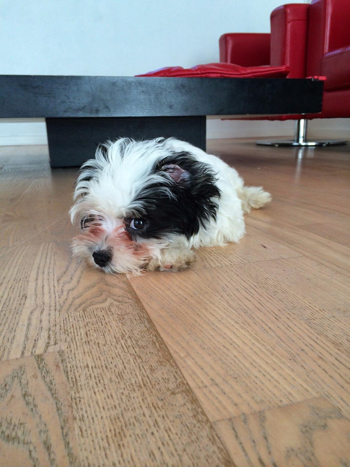 Bichon havanais Nimbus billede 13