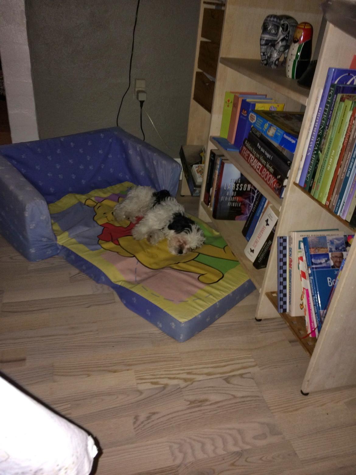 Bichon havanais Nimbus billede 19