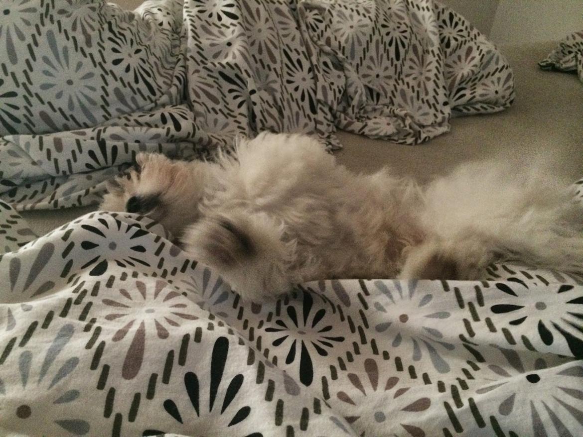 Bichon havanais Nimbus billede 21