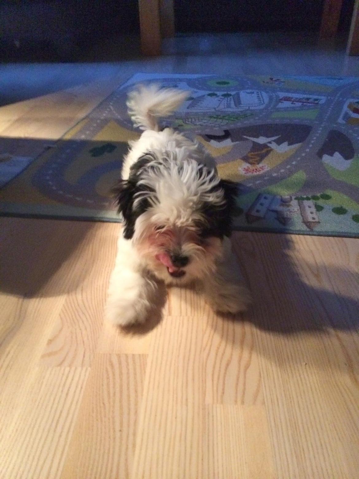 Bichon havanais Nimbus billede 22