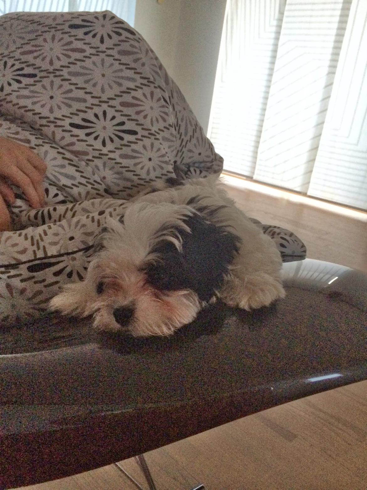 Bichon havanais Nimbus billede 20