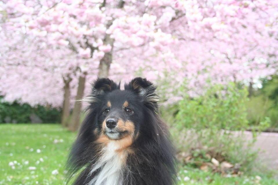 Shetland sheepdog Jessie billede 16