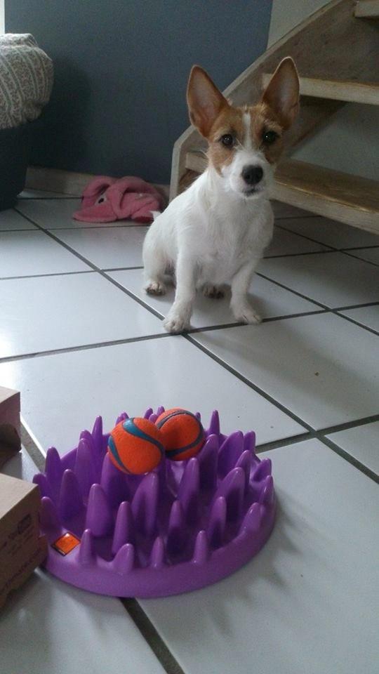 Jack russell terrier Freja billede 13