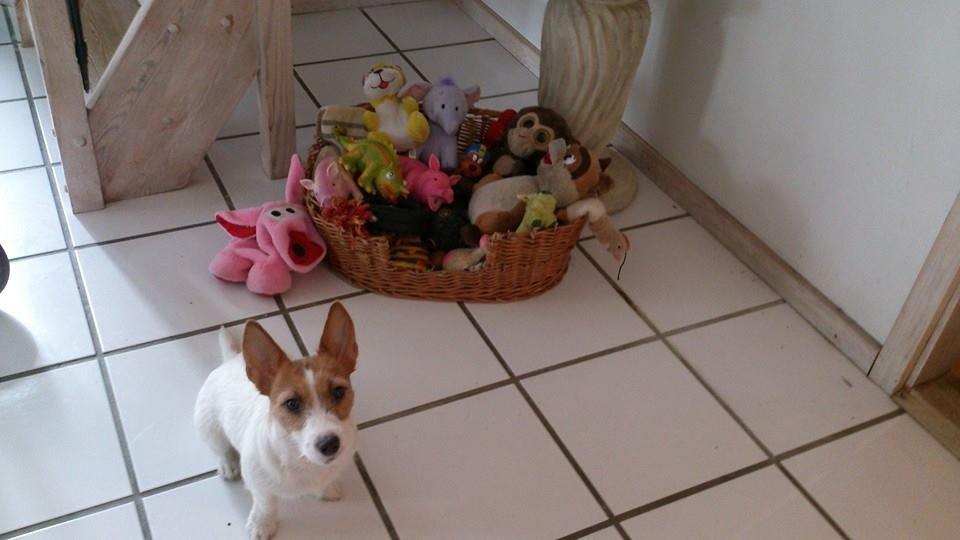 Jack russell terrier Freja billede 11
