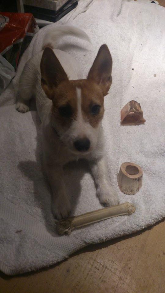 Jack russell terrier Freja - Hvad i alverden mener du med DIT rene håndklæde? billede 15