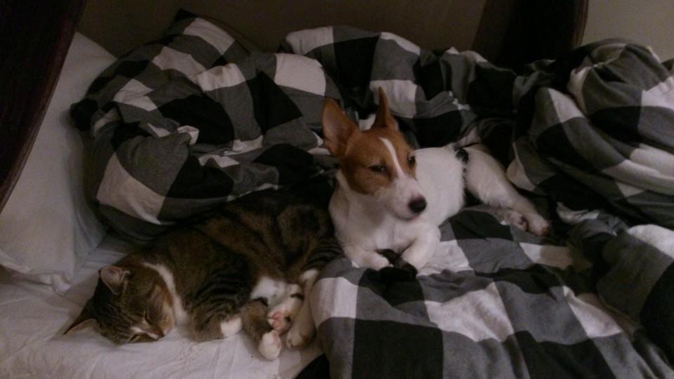 Jack russell terrier Freja billede 17