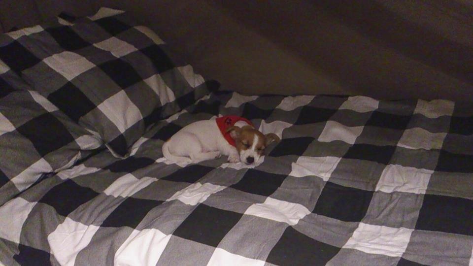 Jack russell terrier Freja billede 27