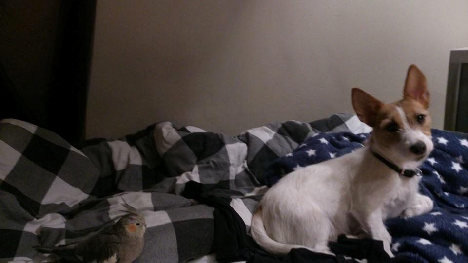 Jack russell terrier Freja billede 18