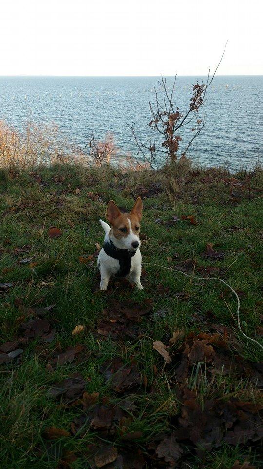 Jack russell terrier Freja billede 20