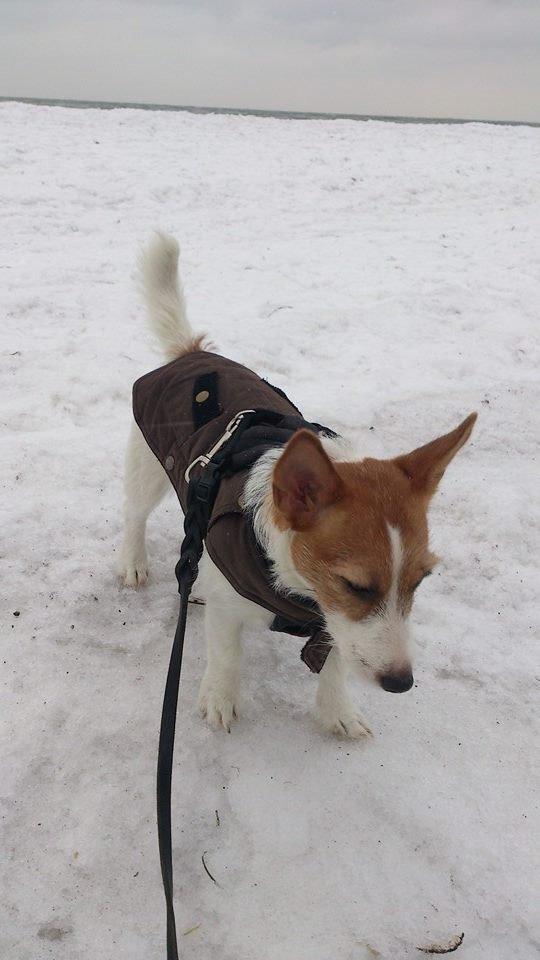 Jack russell terrier Freja billede 24