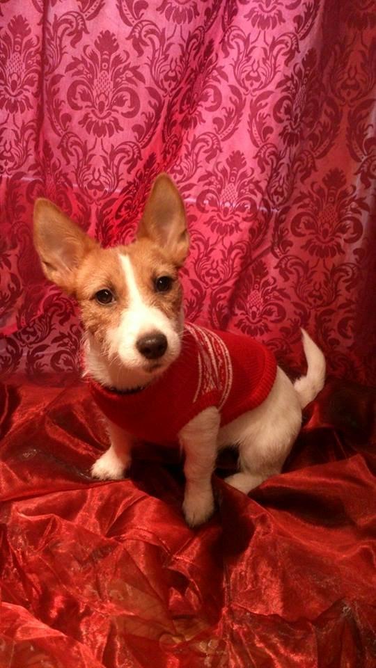 Jack russell terrier Freja - Julehund. billede 12