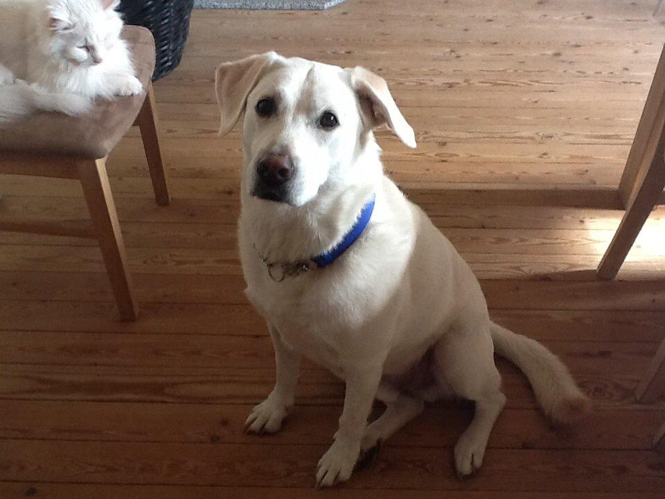Labrador retriever Taison billede 6