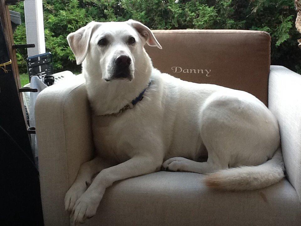 Labrador retriever Taison billede 7