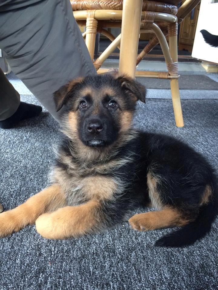 Schæferhund bella billede 1