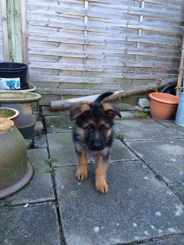 Schæferhund bella billede 2