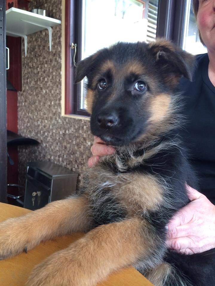 Schæferhund bella billede 3