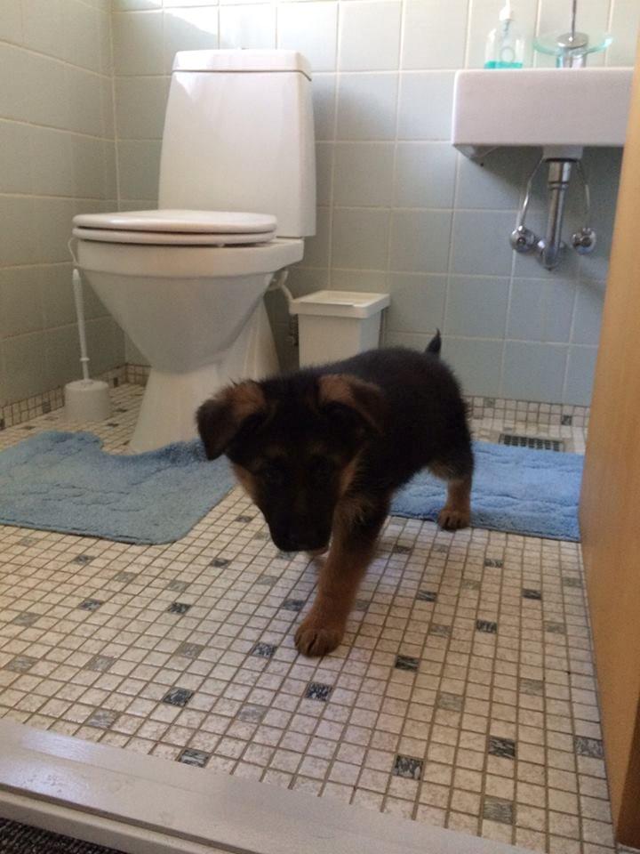 Schæferhund bella billede 4