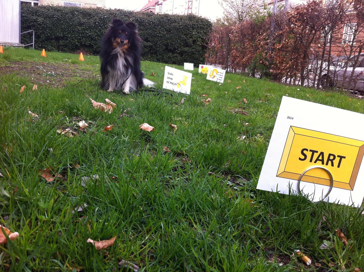 Shetland sheepdog Jessie - Hjemmetræning billede 18