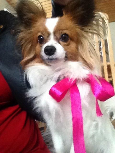 Papillon Kiwi billede 2