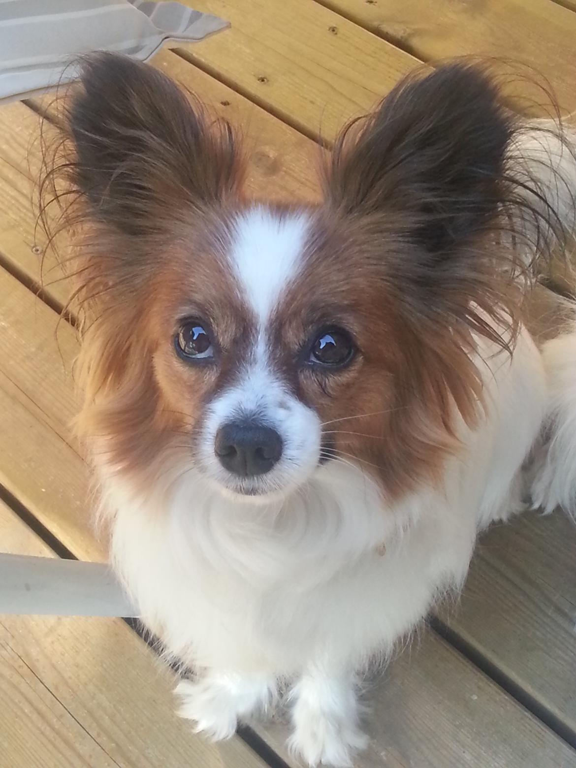 Papillon Kiwi billede 3