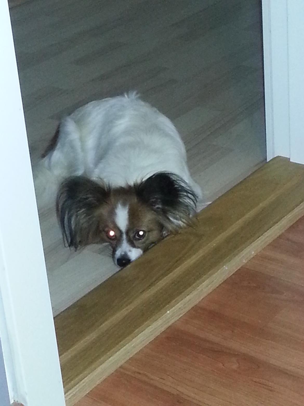 Papillon Kiwi billede 4