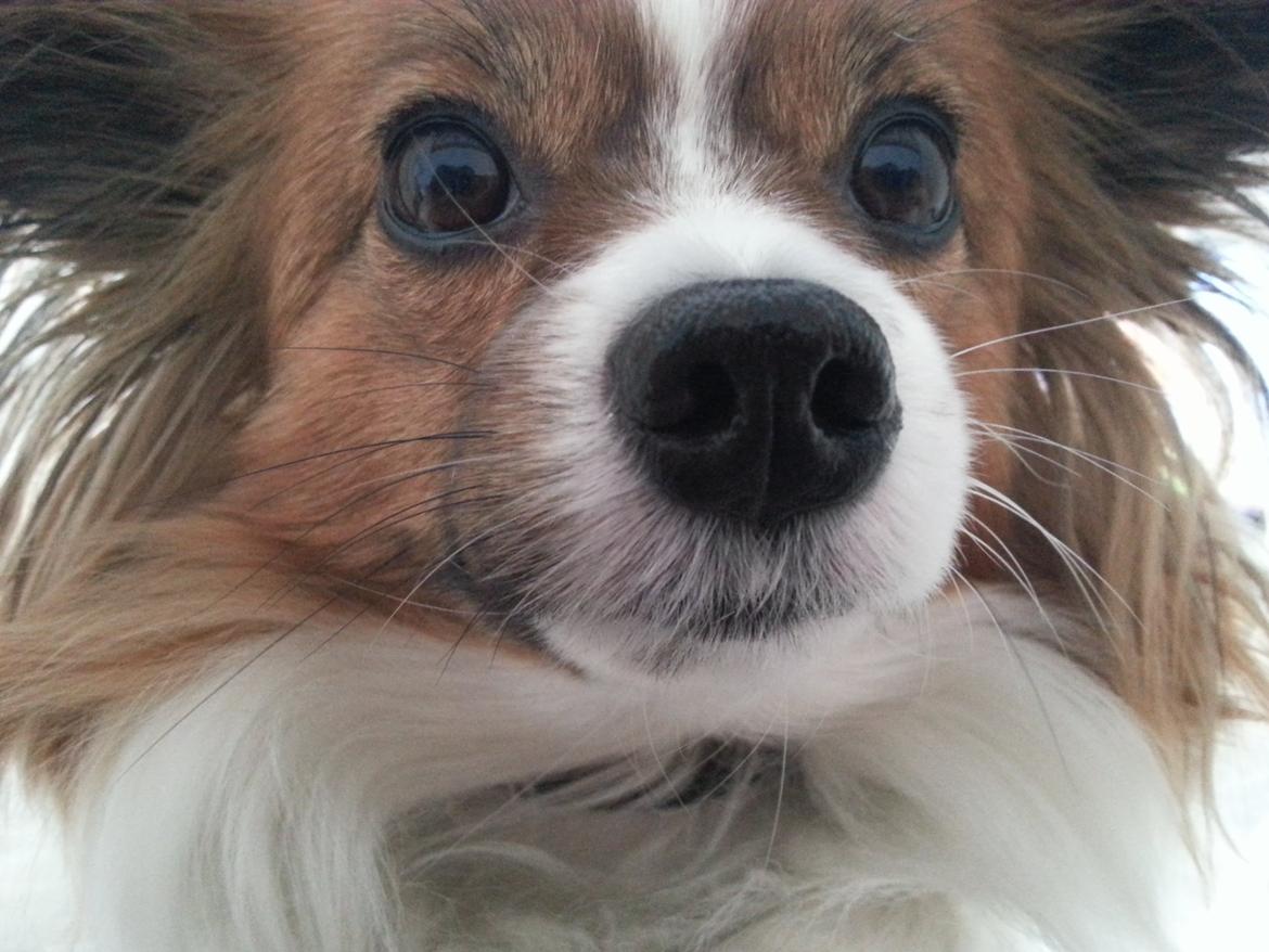 Papillon Kiwi billede 5