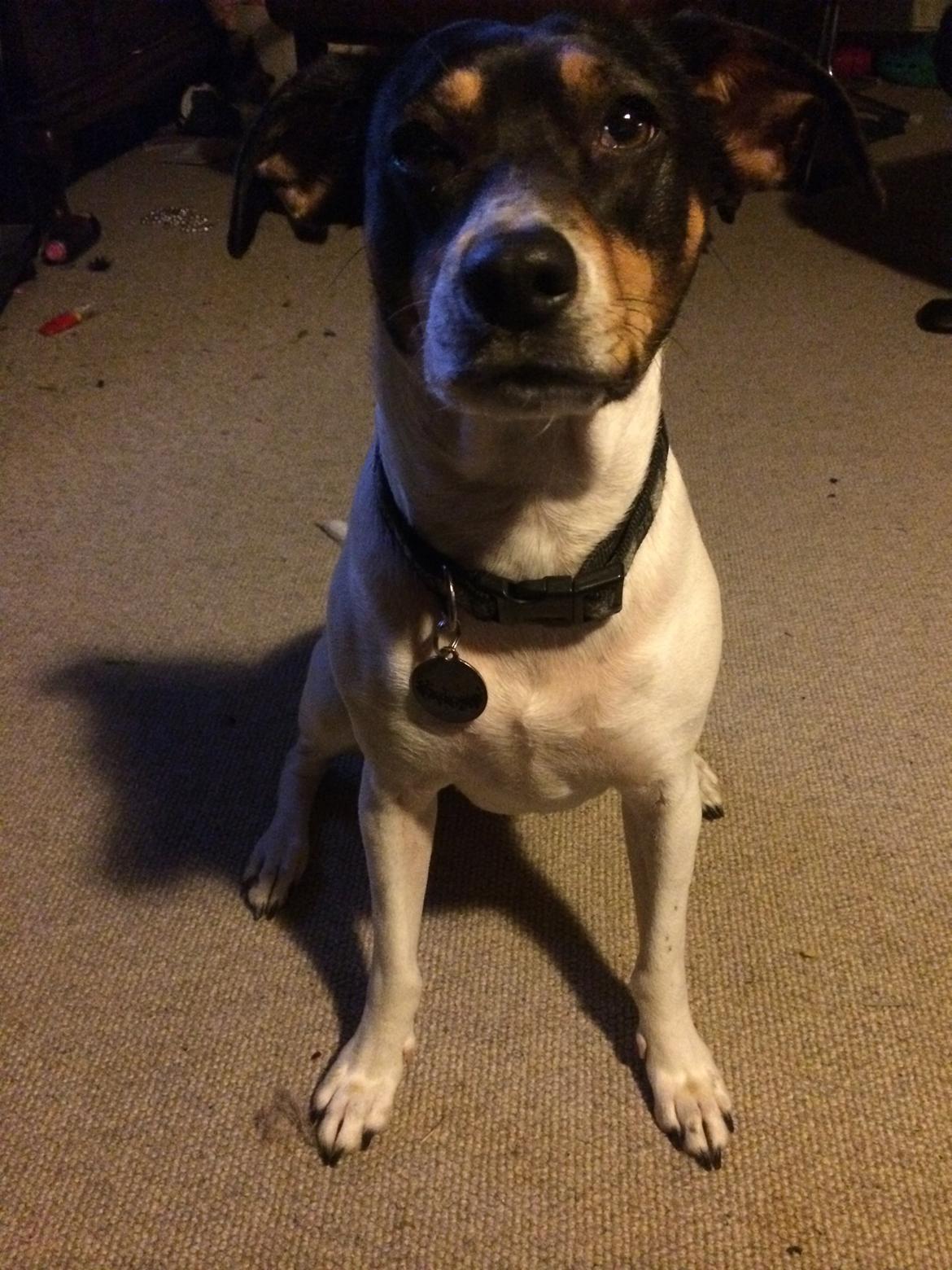 Dansk svensk gaardhund fede Fie  billede 10