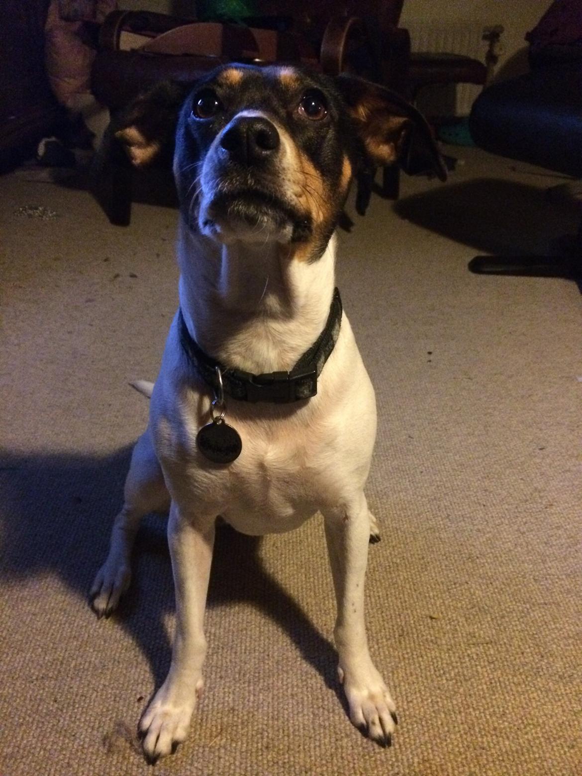 Dansk svensk gaardhund fede Fie  billede 11