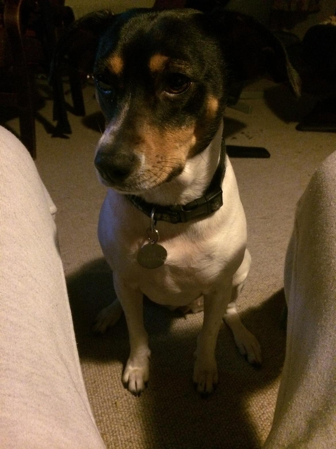 Dansk svensk gaardhund fede Fie  billede 12